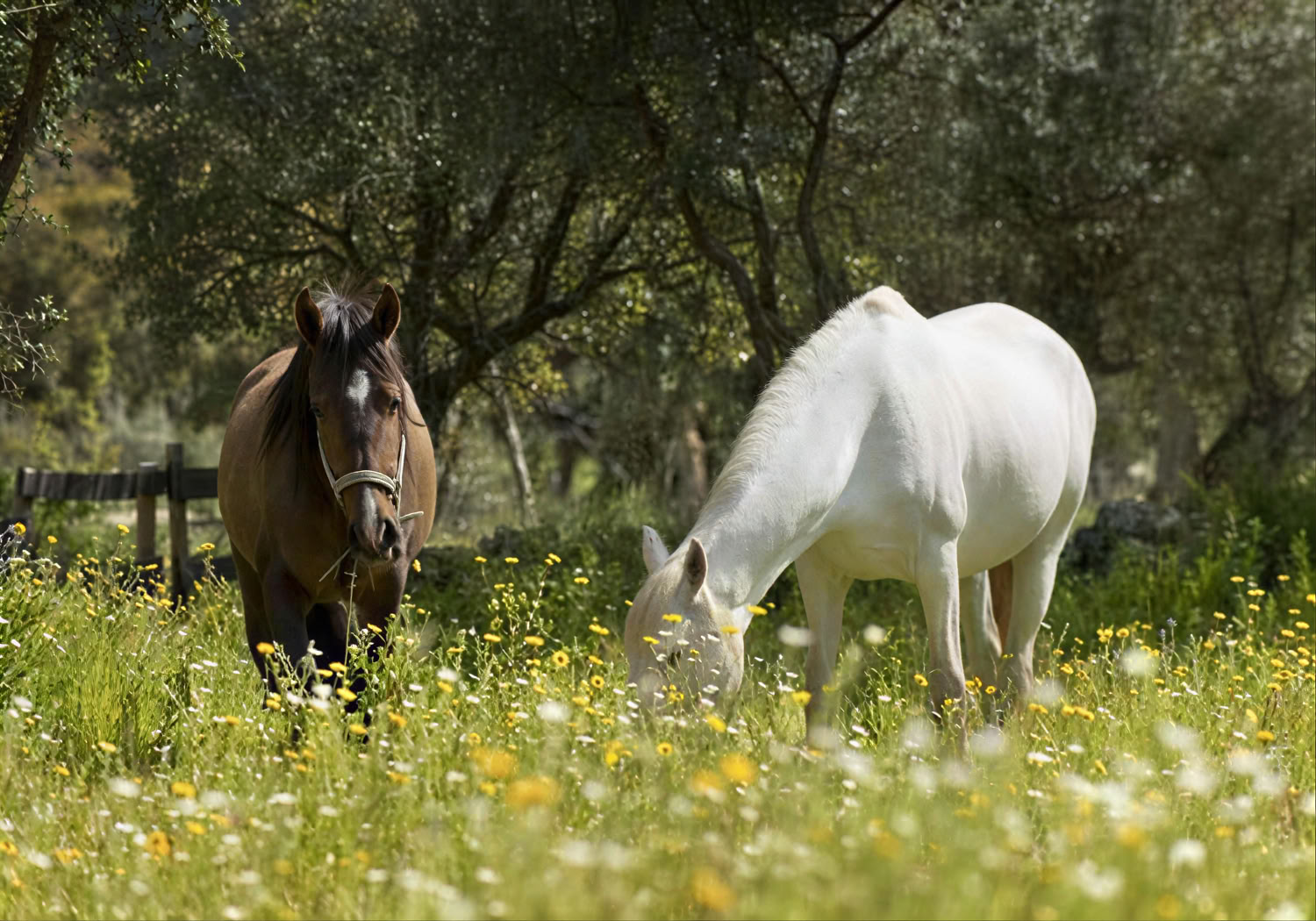 Cavalli di Marvão