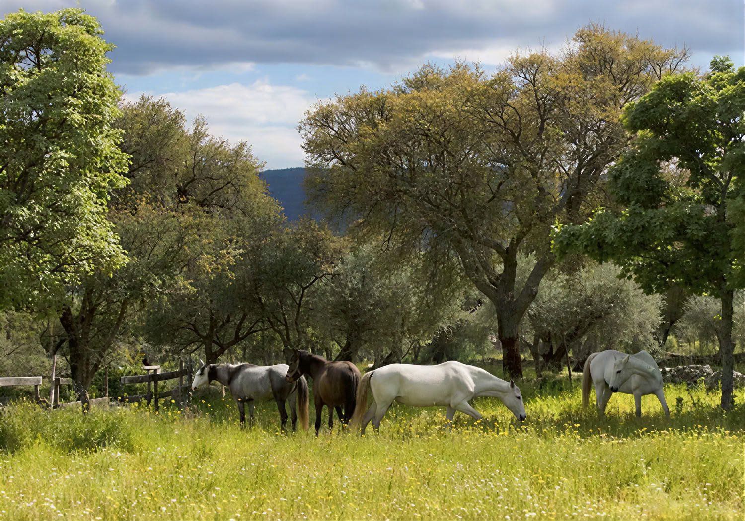 Cavalli di Marvão