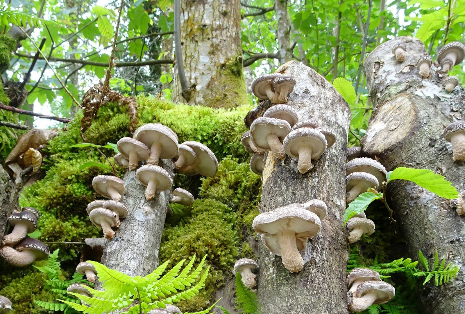 Natura dei Funghi