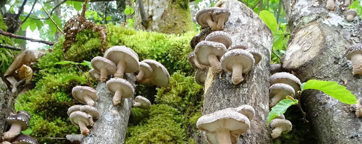 Natura dei Funghi