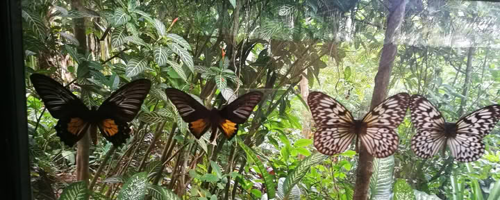 Ritiro Resort Lihok delle Highlands in Armonia
