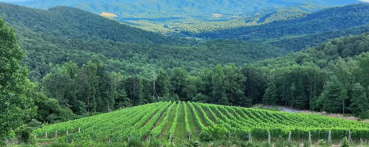 Vigneti di Ankida Ridge