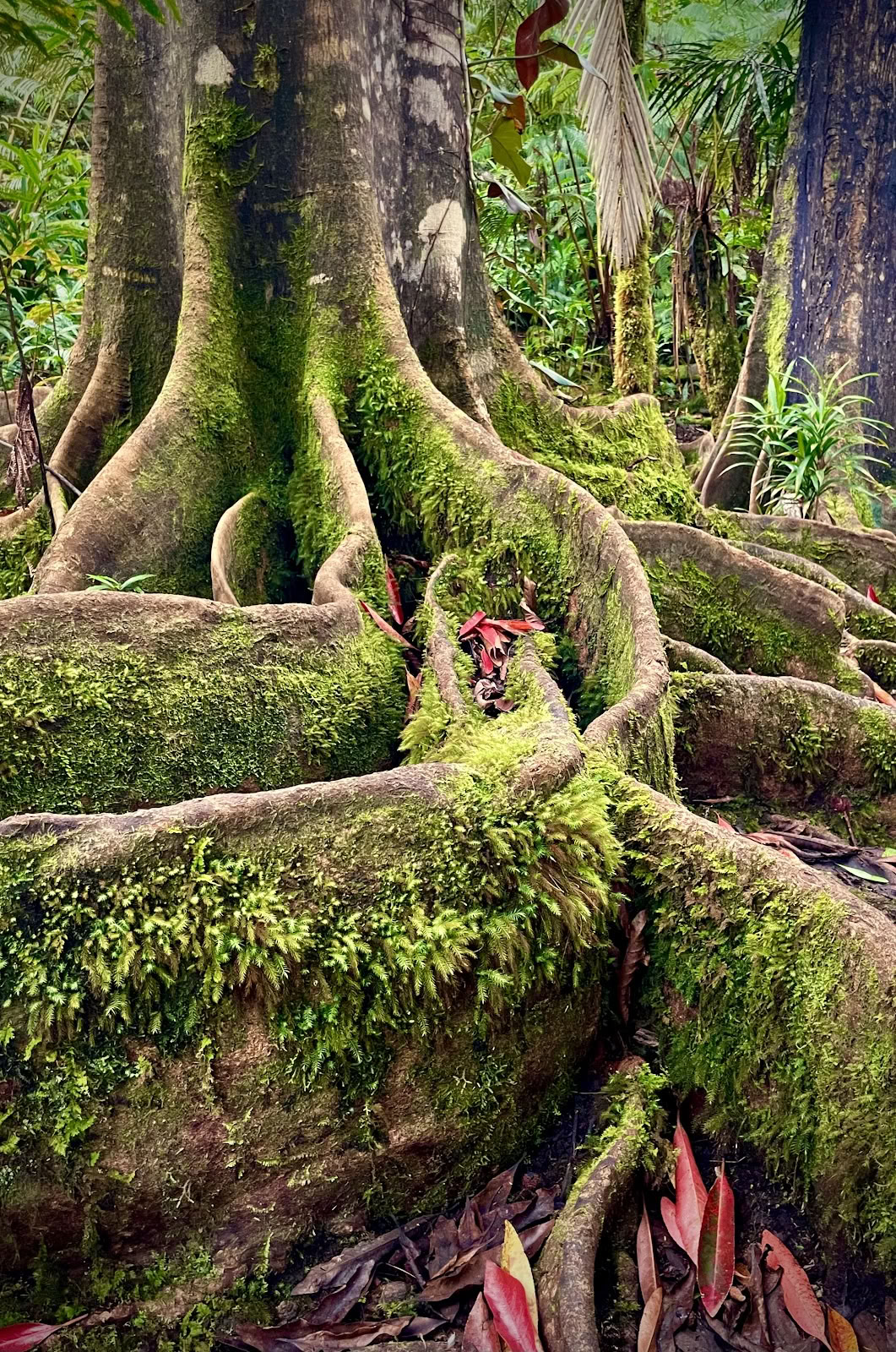 Santuario della Foresta Nebulosa di Kona