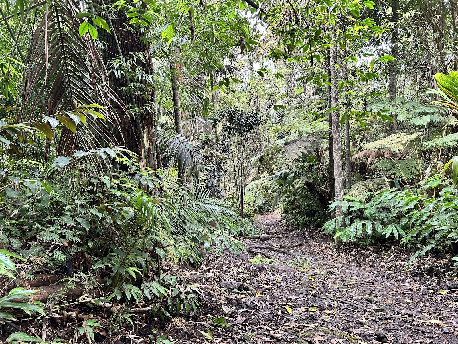 Santuario della Foresta Nebulosa di Kona