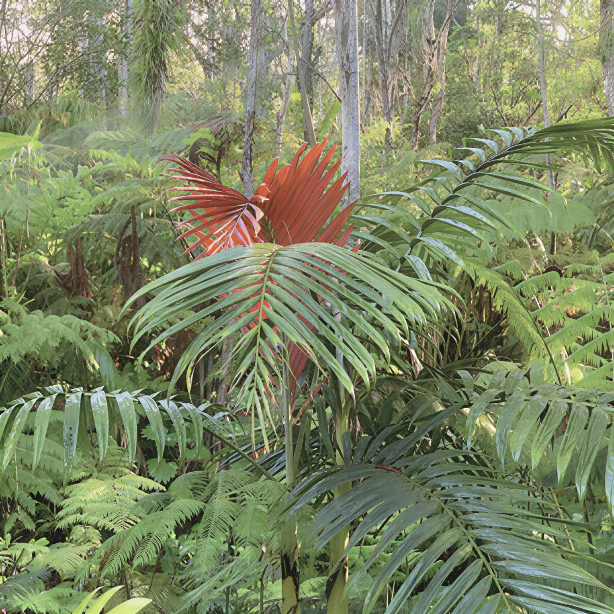 Santuario della Foresta Nebulosa di Kona